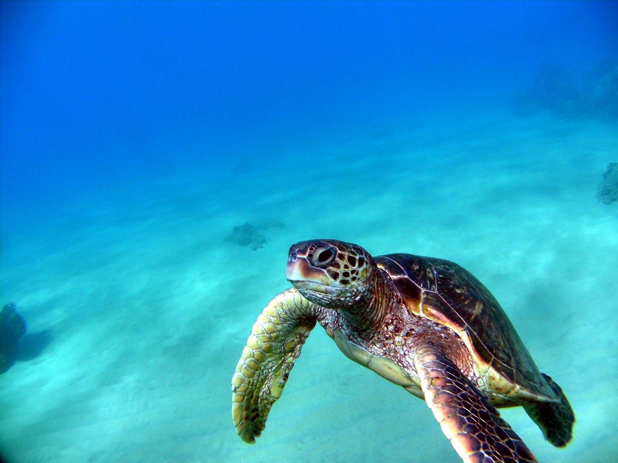 endangered-green-sea-turtle-populations-are-recovering-in-pacific-coral