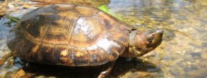 Philippine Forest Turtle