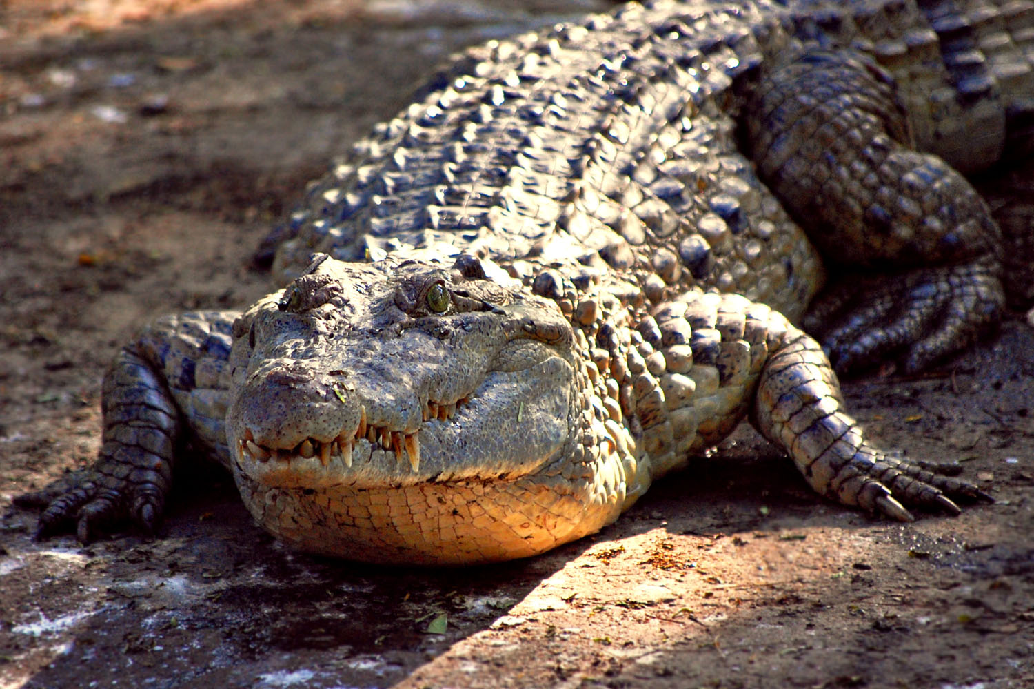 Гребнистый крокодил филиппинский