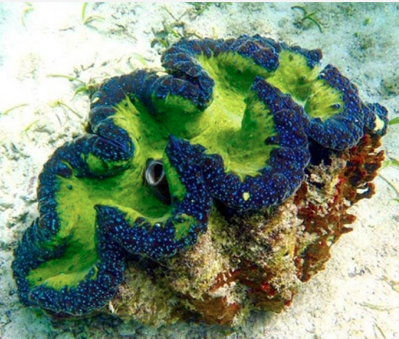 giant clam scientific name