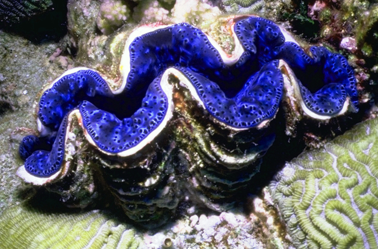 what eats giant clams