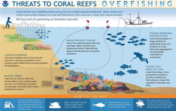 How Does Overfishing Threaten Coral Reefs? – The Maritime Review